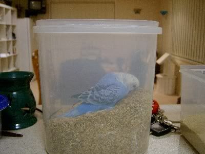 Glutton.jpg