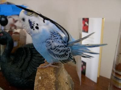 Preen-a-rama018.jpg