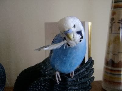 Preen-a-rama058.jpg