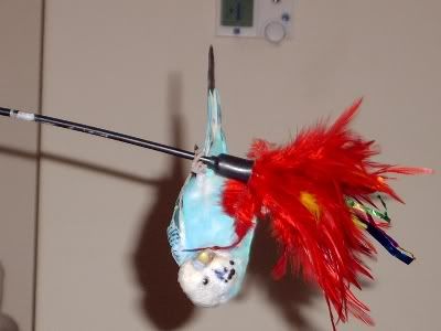 Thebalancingact5.jpg