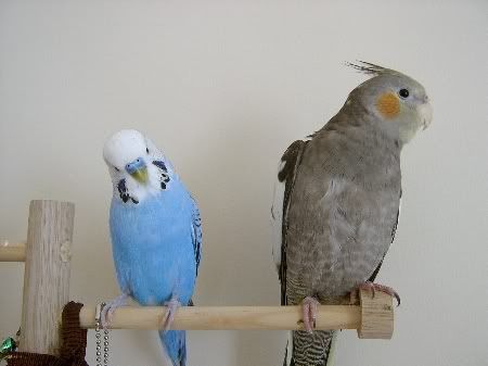 BudgiesandLeaMeet020.jpg