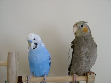 BudgiesandLeaMeet021.jpg