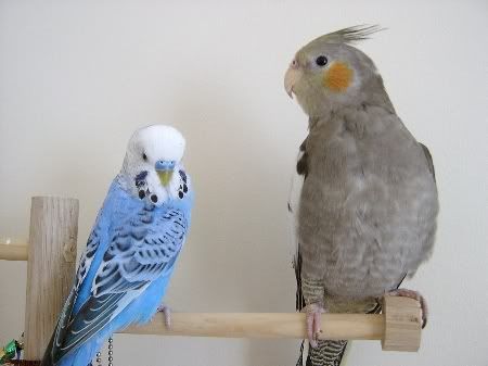 BudgiesandLeaMeet025.jpg