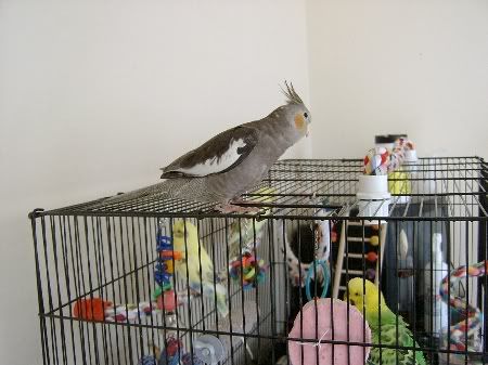 BudgiesandLeaMeet030.jpg