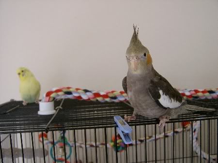 BudgiesandLeaMeet034.jpg