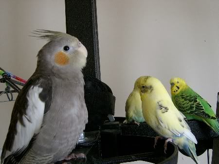 BudgiesandLeaMeet088.jpg