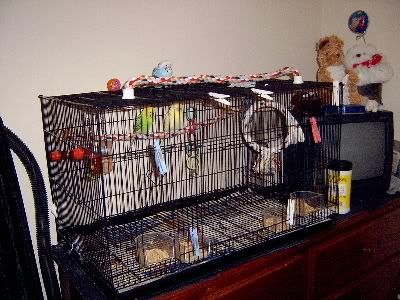Birdroom049.jpg