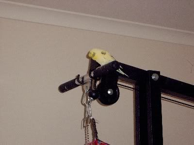 Birdroom054.jpg