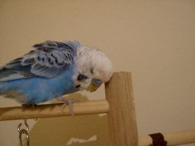 Birdroom078.jpg