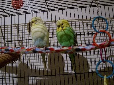 Birdroom084.jpg