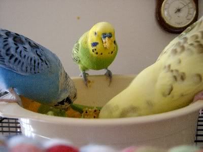 Gotthemunchies021.jpg