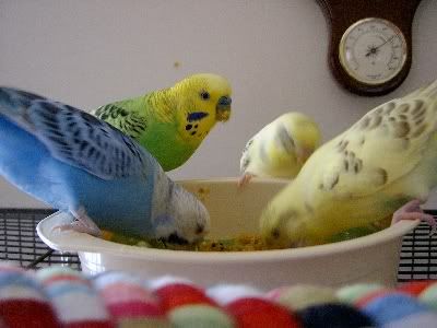 Gotthemunchies022.jpg