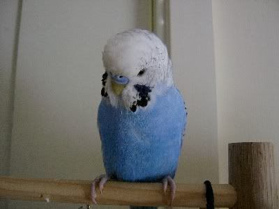 Interestingcolours001.jpg