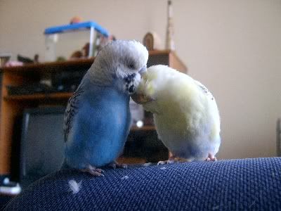Kissingboys001.jpg