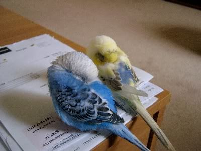 Sleepyboys002.jpg