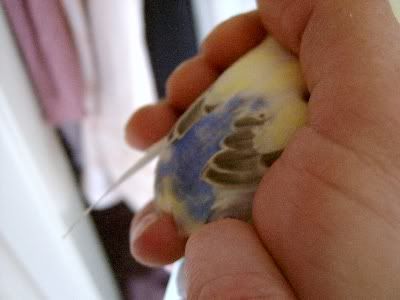 Interestingcolours003.jpg