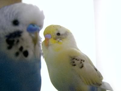 Poser001.jpg