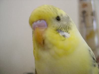 Sunshinecomeshome021.jpg