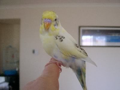 Sunnytail001.jpg