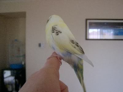 Sunnytail002.jpg