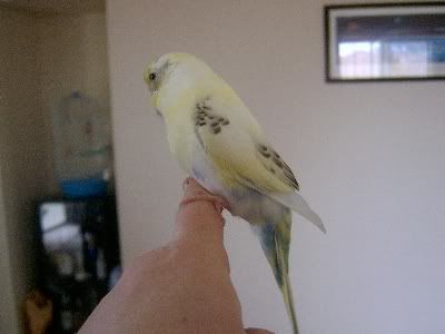 Sunnytail003.jpg