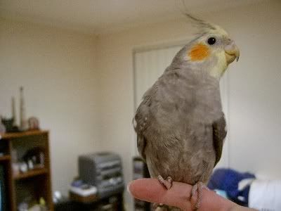 Visitingbirds021.jpg