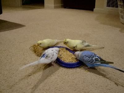 Visitingbirds046.jpg