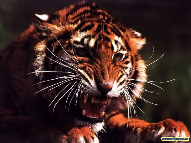 wallpaper tiger. Angry tiger Wallpaper