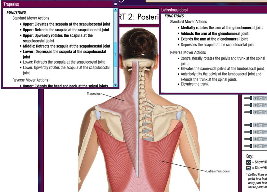 Lat and Trap Development Forums