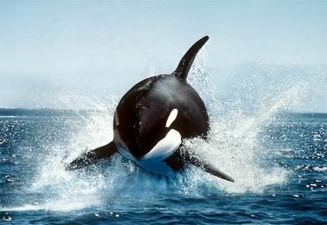 whale photo: Whale orca-killer-whale1.jpg