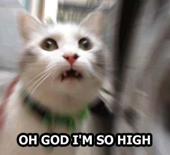 http://i36.photobucket.com/albums/e22/PrimitiveScrewhead1973/cat-so-high.gif