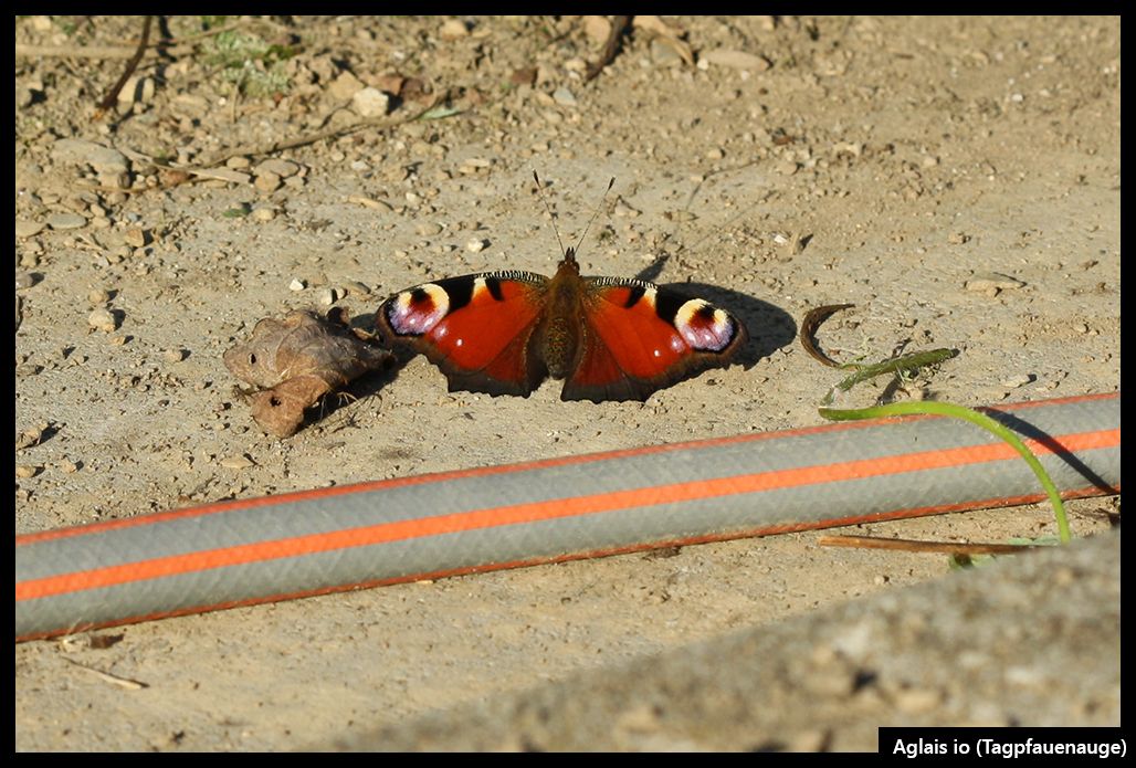 Pfauenauge_zpskb6qoamw.jpg