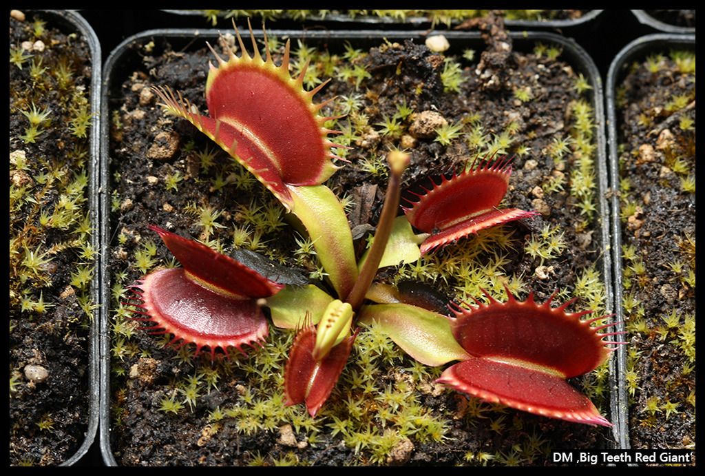 DM_BigTeethRedGiant_zpszw3kyo4t.jpg