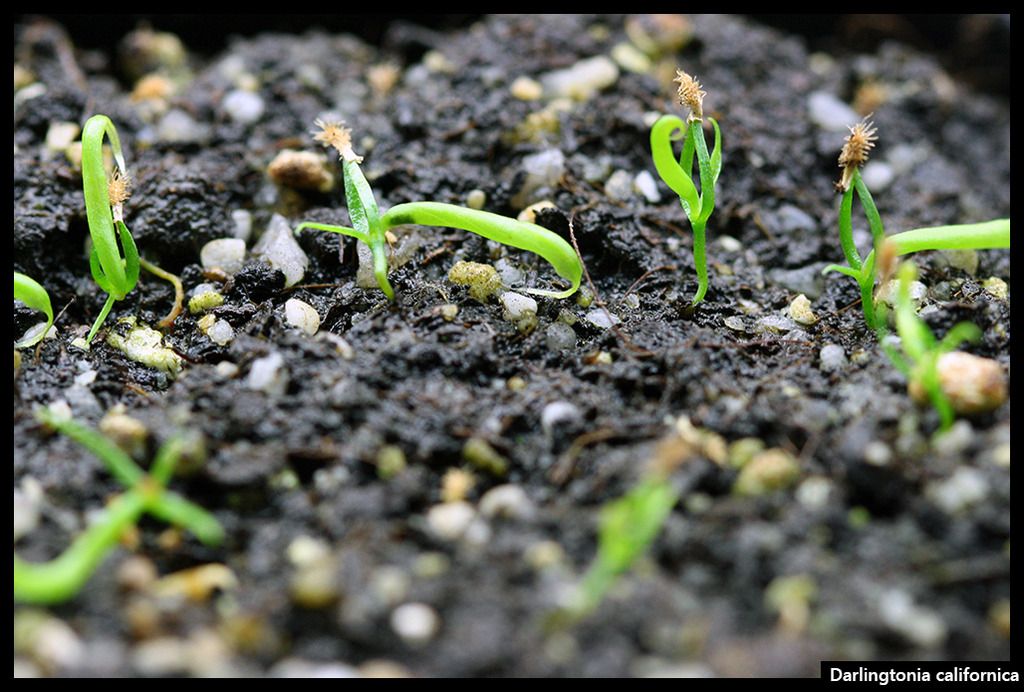 Darlingtonia_zpsuur0aeab.jpg