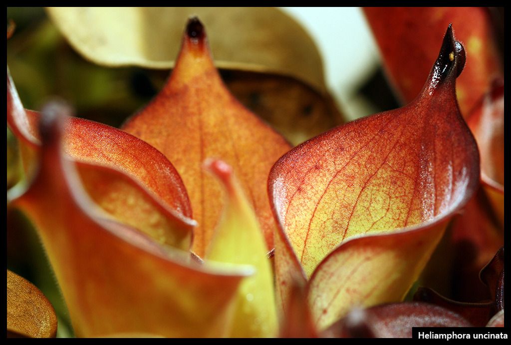 H_uncinata_zps0hhuoq99.jpg
