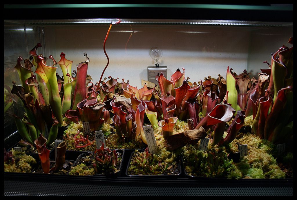 Heliamphora_zpshjk8jtnt.jpg