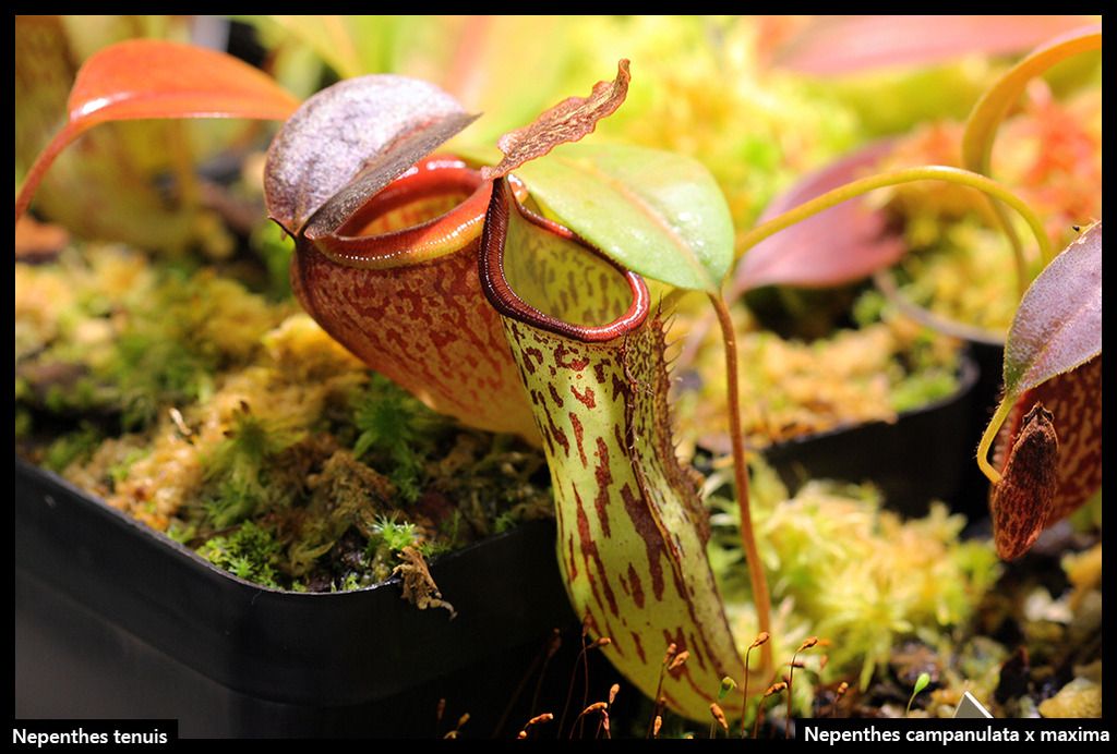 N_tenuis_campanulata_maxima_zpsvk0s0a0s.