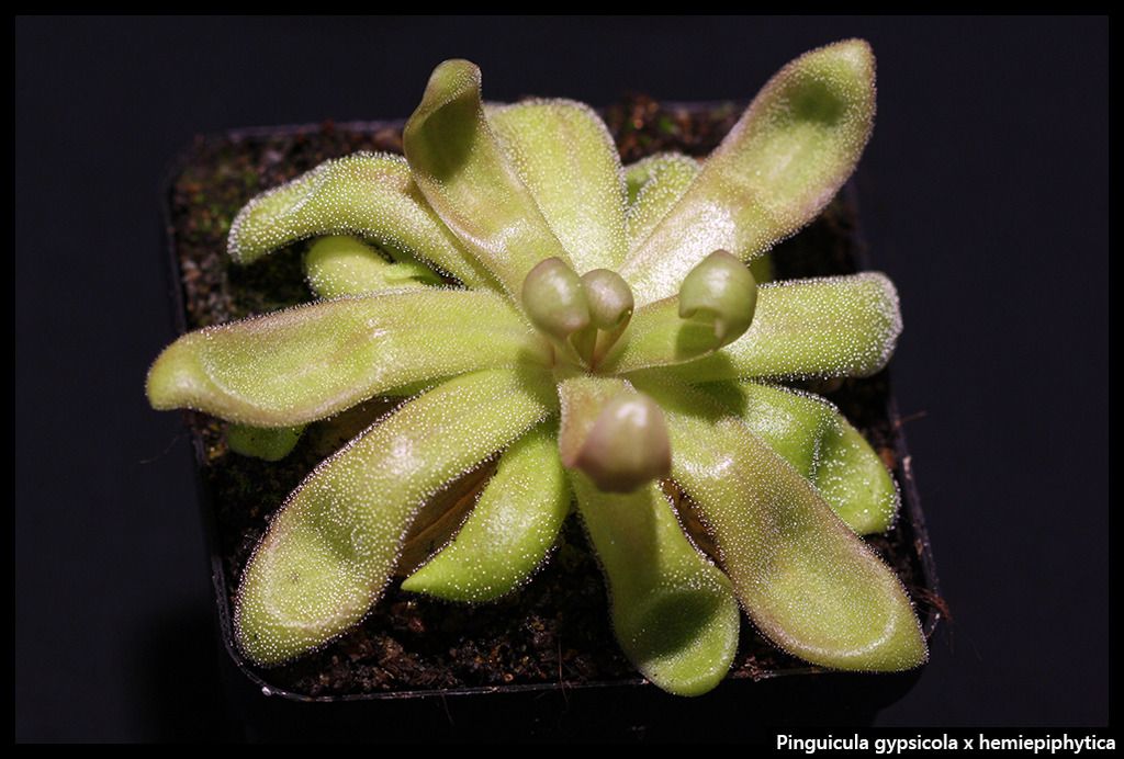 P_gypsicola_hemiepiphytica_I_zpsbsmw4vi8