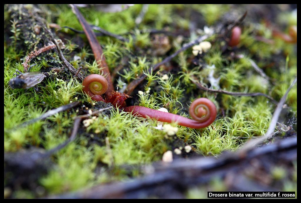 D_binata_multifida_rosea_zpsdvz1fzc6.jpg