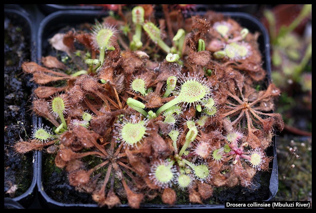 D_collinsiae_MbuluziR_zpsgfvxmmqa.jpg