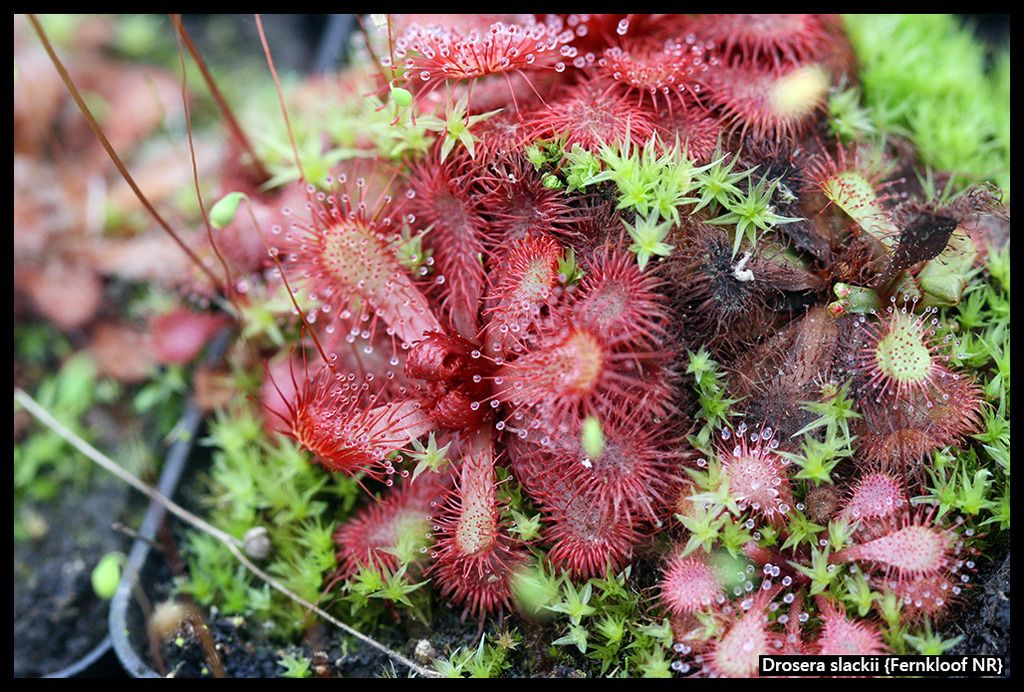 D_slackii_FernkloofNR_zpsbiy5pnnv.jpg