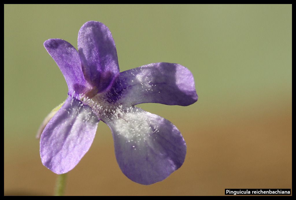P_reichenbachiana_I_zpsq07j2six.jpg