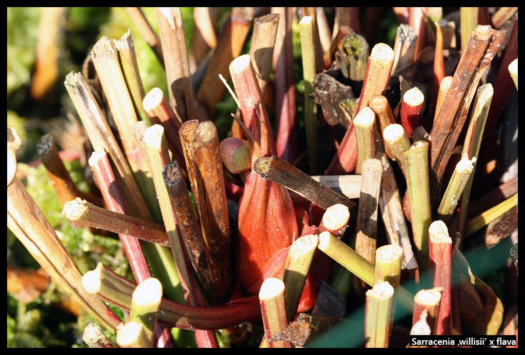 S_willisii_flava_zps3djameun.jpg