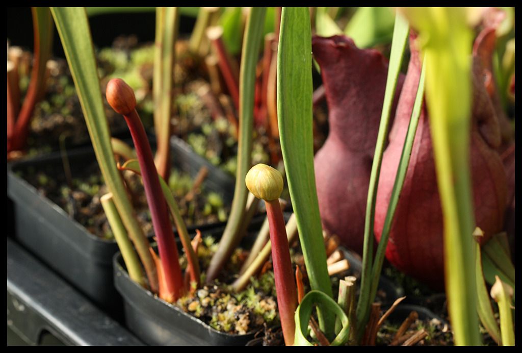 Sarracenia_I_zps6bhttgcb.jpg