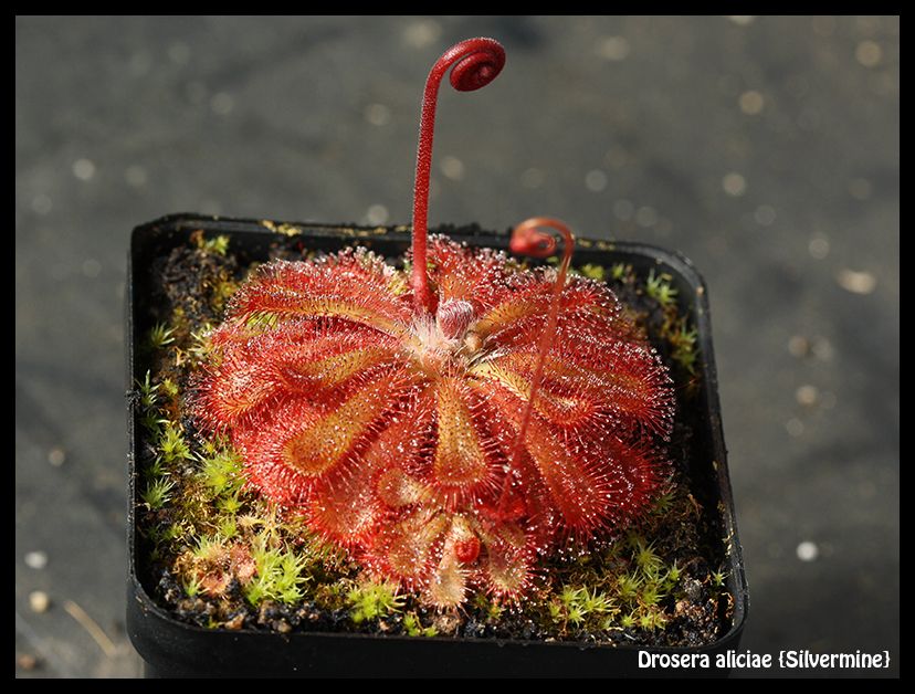 D_aliciae_SM_zps8qpkcinr.jpg