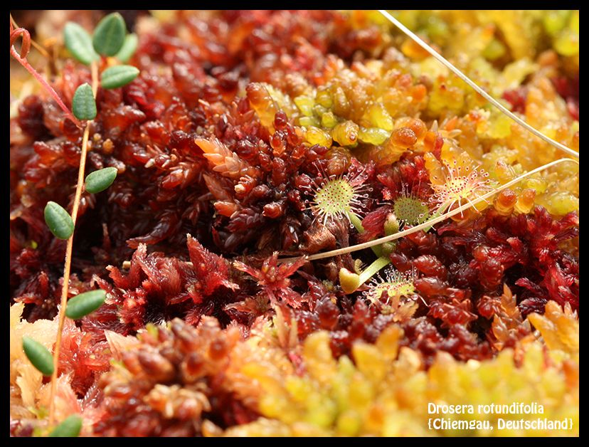 D_rotundifolia_Chiemgau_1_zpshiwp0x4t.jp