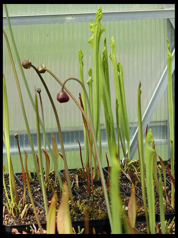 Sarracenia_GWH_zps7n4nmvpq.jpg