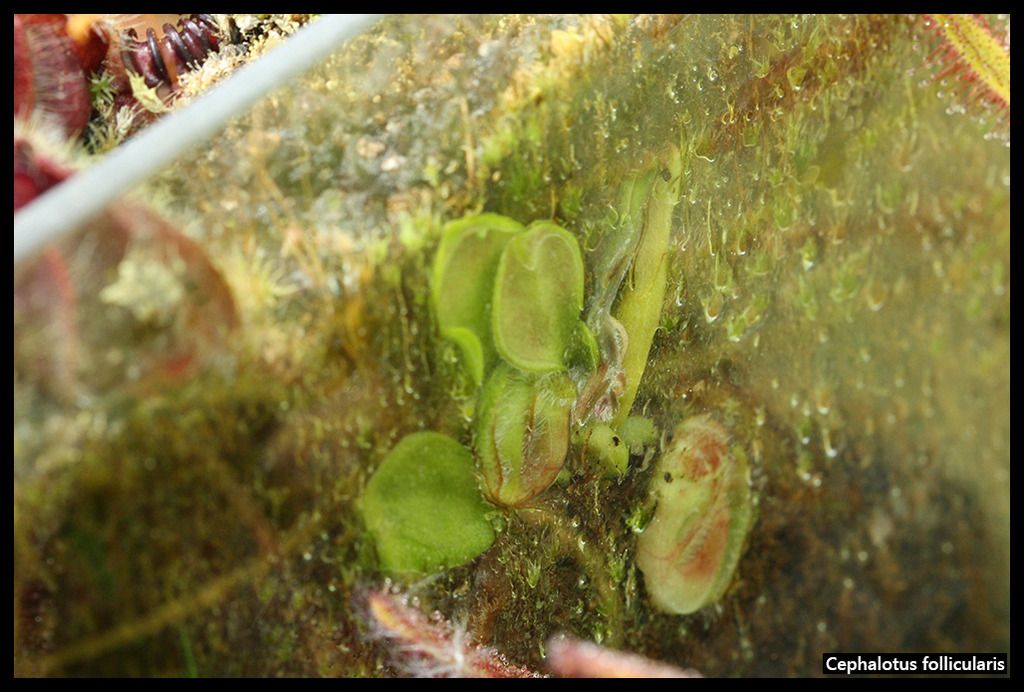 Cephalotus_follicularis_II_zpszmafkcqm.j
