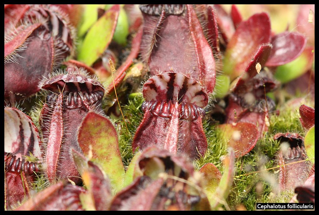 Cephalotus_follicularis_I_zpsseopullm.jp