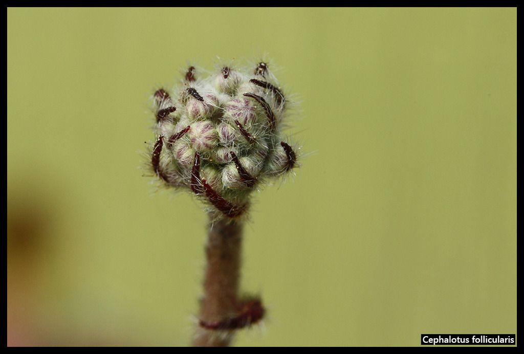 Cephalotus_follicularis_zpsfm9xxpct.jpg